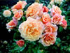 Rose for Alzheimer's Society