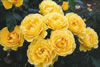 Yellow anniversary roses