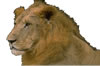 Male lion