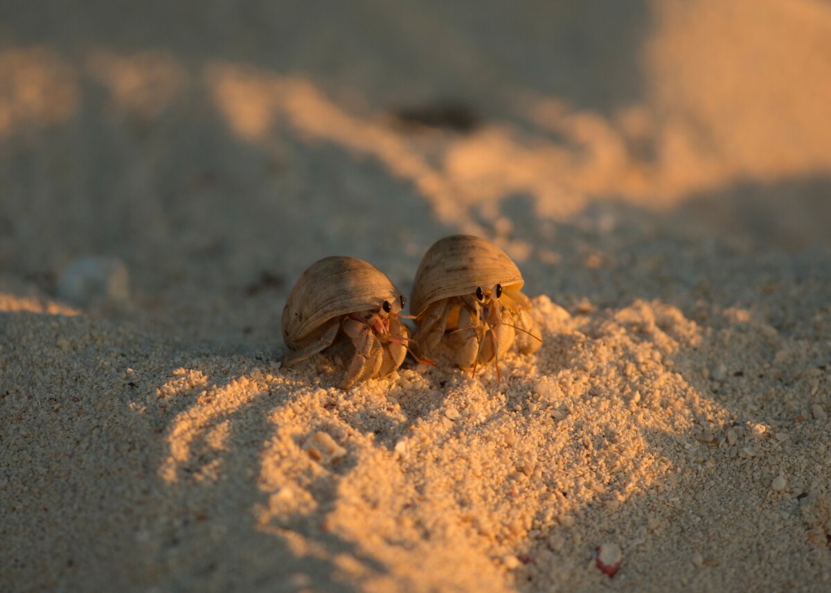 Henry and Heidi hermit crabs Love Home Swap & Sea-Changers