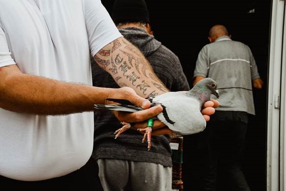 Pigeon Fanciers, Blyth. Credit Joanne Coates.