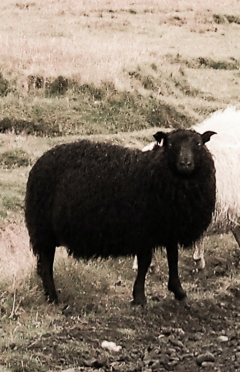 Black sheep - detail of original Unsplash.com image