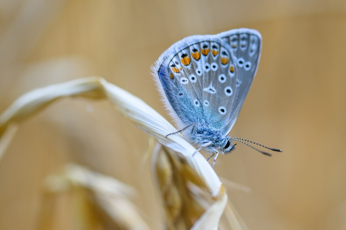 A Common Blue butterfly. By Image by Willfried Wende from Pixabay