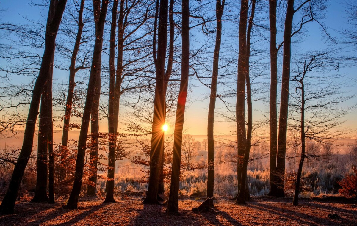 A low sun shines through winter trees with frost on the ground. By by Mandy Fontana from Pixabay