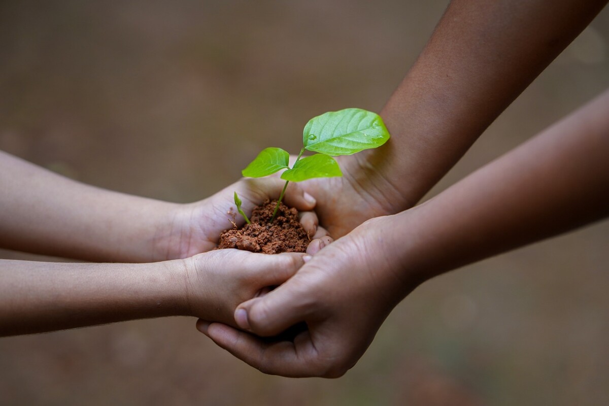 One pair of hands holding a plant hands it to another pair of hands. By Shameer Pk on Pixabay