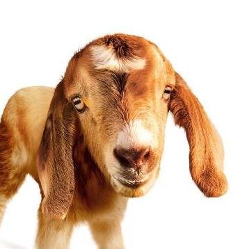 Archie, the Oxfam Unwrapped Goat (photo: Oxfam.org.uk)