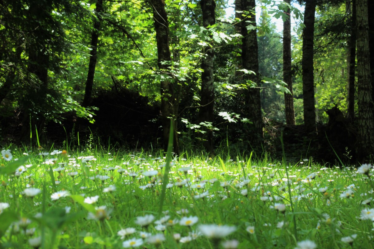 sunlit trees and a patch of grass full of daisies. By David J Boozer on Pexels