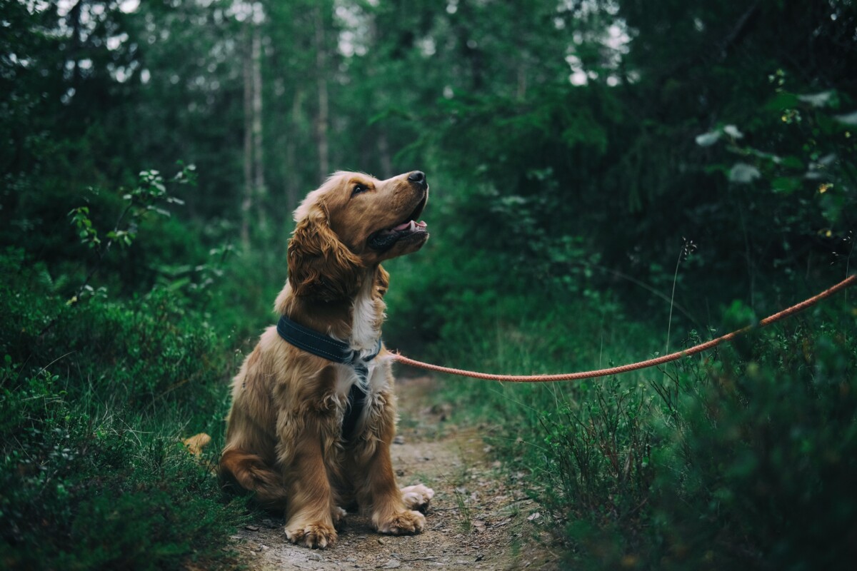 A brown spaniel on its lead in a forest. Photo: Pexels