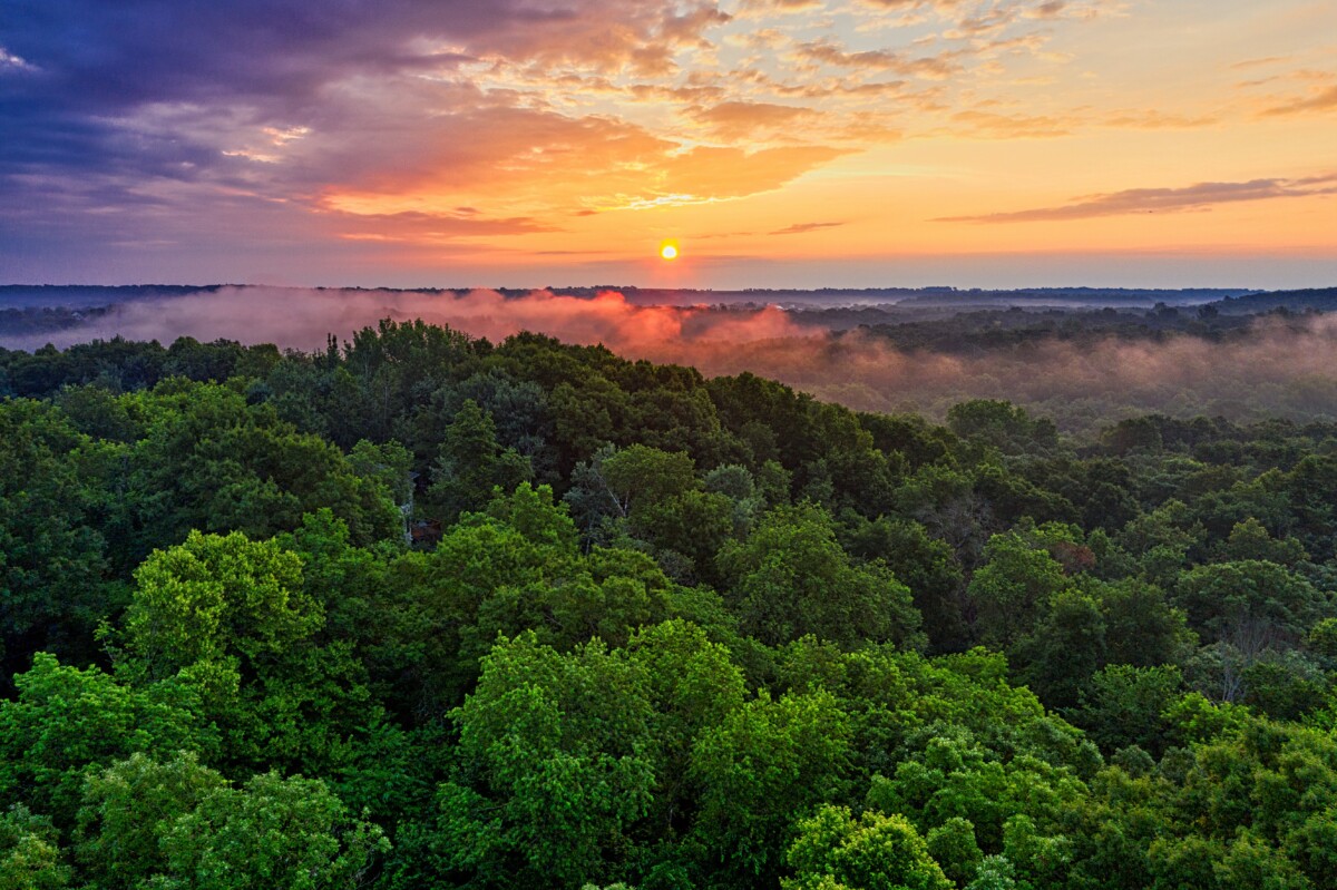 Ariel photo of a forest, against the setting sun. By Tom Fisk on pexels