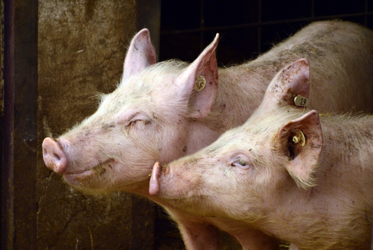 Two pigs. By Peggychoucair on Pixabay