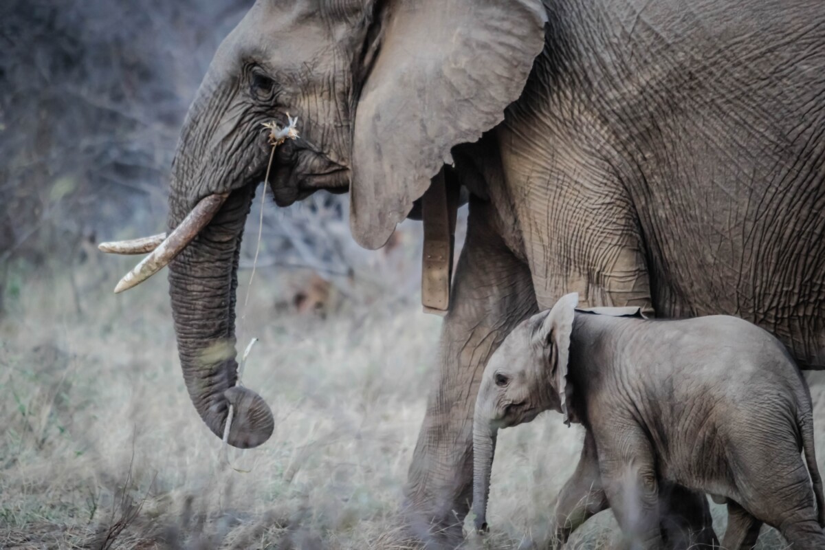 Two grey elephants on a flat grassy plain.